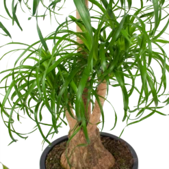 Beaucarnea Recurvata - Vertakt - Olifantenpoot - P32 H90 - Kamerplant -Tuinplantenwinkel beaucarnea recurvata vertakt olifantenpoot p32 h90 5 3