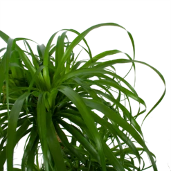 Beaucarnea Recurvata - Vertakt - Olifantenpoot - P32 H90 - Kamerplant -Tuinplantenwinkel beaucarnea recurvata vertakt olifantenpoot p32 h90 6 3
