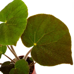 Begonia Masoniana Jungle - P15 H40 - Kamerplant -Tuinplantenwinkel begonia masoniana jungle p15 h40 5 1