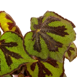Begonia Masoniana Rock - P15 H30 - Kamerplant -Tuinplantenwinkel begonia masoniana rock p15 h30 5