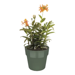 Bloempot Elho B.for Original Rond 25cm - Bladgroen -Tuinplantenwinkel bfor original rond 25cm bloempot bladgroen 5 8