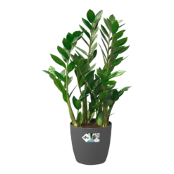 Bloempot Elho Brussels Rond 40cm - Met Wielen - Antraciet -Tuinplantenwinkel bloempot elho brussels rond 40cm met wielen antraciet bloempot antraciet 5 1