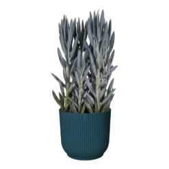 Bloempot Elho Vibes Fold Rond Wielen - D35 X H32cm - Diepblauw -Tuinplantenwinkel bloempot elho vibes fold rond wielen d35 x h32cm diepblauw bloempot 3 3