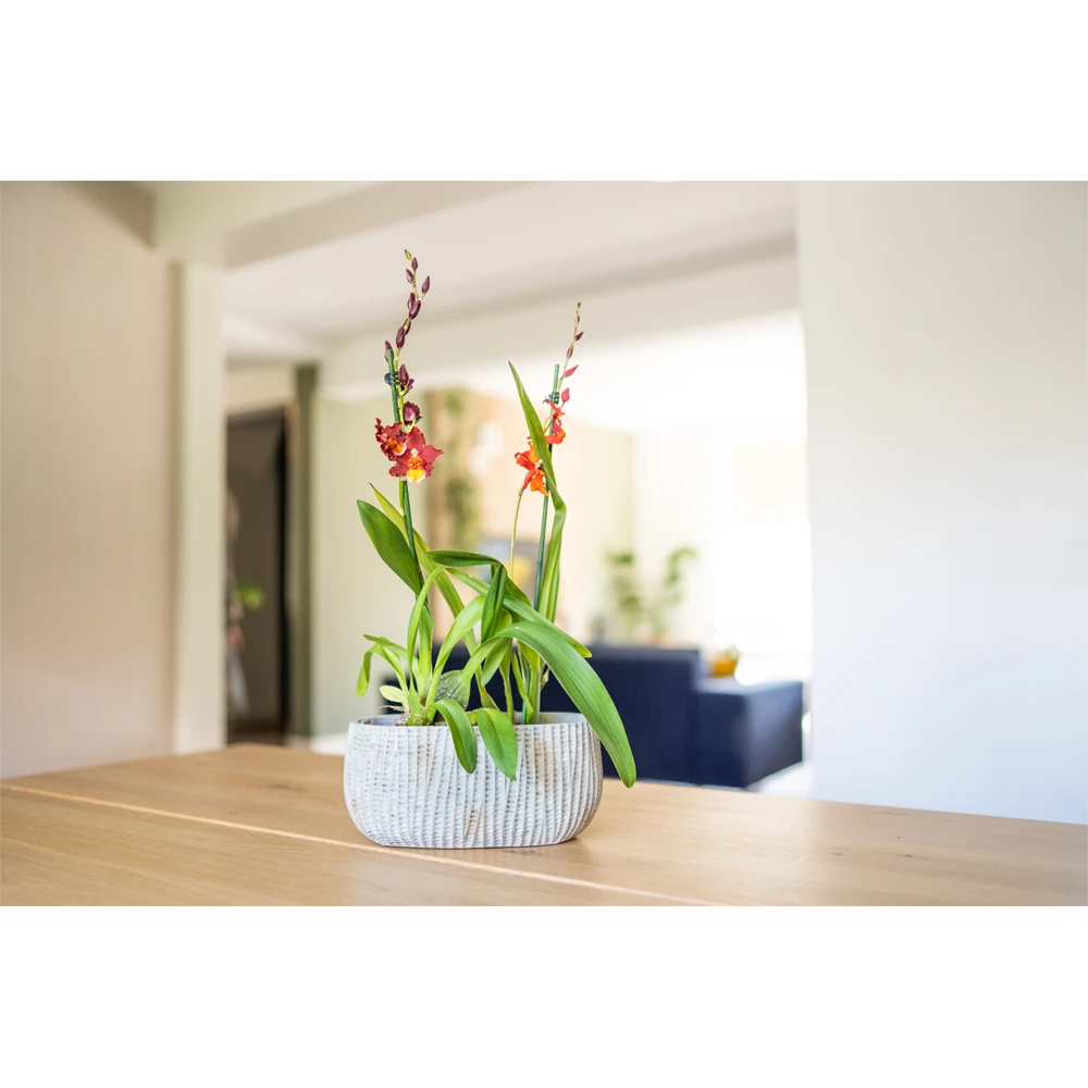 Bloempot Felco Ovaal - L28 X B15 X H13cm 4 Bloempot Felco Ovaal - L28 X B15 X H13cm - Afbeelding 2