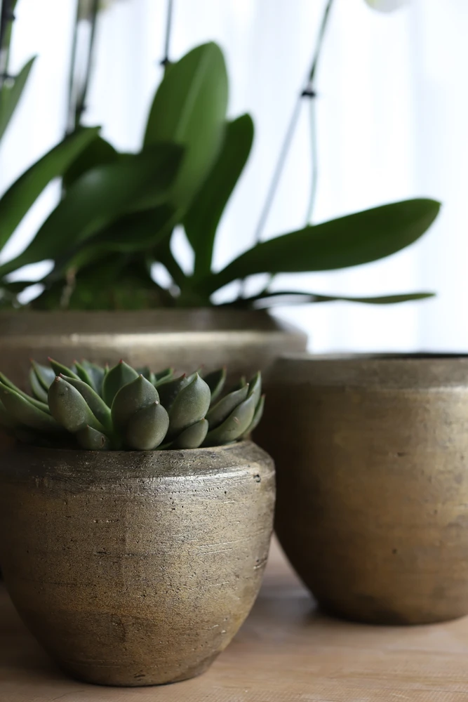 Bloempot Kos - D20 X H18cm - Goud 4 Bloempot Kos - D20 X H18cm - Goud - Afbeelding 2