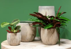 Bloempot Steef Hoog - D29 X H60cm - Creme Groen 5 Bloempot Steef Hoog - D29 X H60cm - Creme Groen -Tuinplantenwinkel bloempot steef d29 h60 creme groen bloempot 6 6