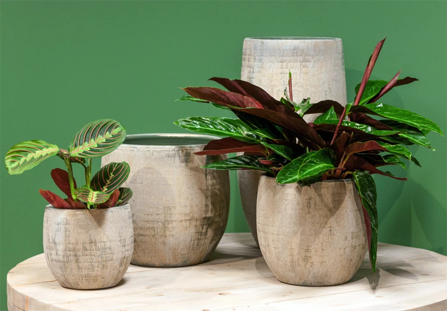 Bloempot Steef Hoog - D29 X H60cm - Creme Groen 4 Bloempot Steef Hoog - D29 X H60cm - Creme Groen - Afbeelding 2