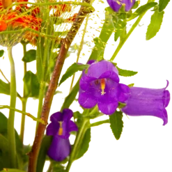 Boeket Plukgeluk Klein -Tuinplantenwinkel boeket plukgeluk klein boeketten 4