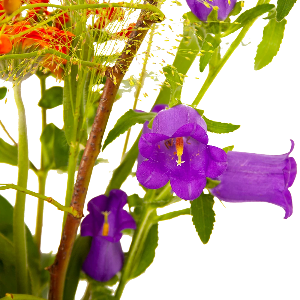 Boeket Plukgeluk Middel 6 Boeket Plukgeluk Middel - Afbeelding 4