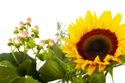 Boeket Zonnestraal Middel -Tuinplantenwinkel boeket zonnestraal boeketten 4 3 2