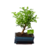 Bonsai Zanthoxylum Piperitum - Peperboom - P20 H30 - Kamerplant 2 Bonsai Zanthoxylum Piperitum - Peperboom - P20 H30 - Kamerplant -Tuinplantenwinkel bonsai zanthoxylum piperitum peperboom p20 h30 1