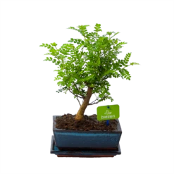 Bonsai Zanthoxylum Piperitum - Peperboom - P20 H30 - Kamerplant
