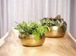 Plantenschaal Kody - D28 X H13cm - Goud 7 Plantenschaal Kody - D28 X H13cm - Goud -Tuinplantenwinkel bowl kody gold d28 h13 schaal 7 12