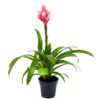Bromelia Guzmania Candy - P12 H55 Roze - Kamerplant -Tuinplantenwinkel bromelia guzmania candy p12 h55 roze 4