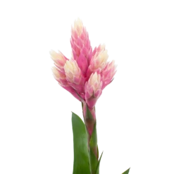 Bromelia Guzmania Candy - P12 H55 Roze - Kamerplant -Tuinplantenwinkel bromelia guzmania candy p12 h55 roze 5