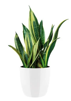 Bloempot Elho Brussels Diamond Rond 22cm - Wit 8 Bloempot Elho Brussels Diamond Rond 22cm - Wit -Tuinplantenwinkel brussels diamond rond 22cm bloempot wit 6 20