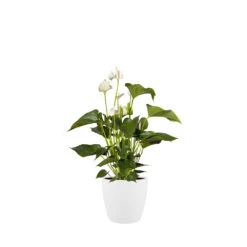 Bloempot Elho Brussels Rond 25cm - Wit -Tuinplantenwinkel brussels rond 25cm bloempot wit 6 20