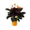 Calathea Crocata - Eeuwige Vlam - P15 H45 - Kamerplant 2 Calathea Crocata - Eeuwige Vlam - P15 H45 - Kamerplant -Tuinplantenwinkel calathea crocata eeuwige vlam p15 h45 1