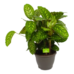 Uitgelichte producten 20 Calathea Flamestar - Schaduwplant - P32 H80 - Kamerplant
