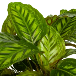 Uitgelichte producten -Tuinplantenwinkel calathea flamestar schaduwplant p32 h80 4
