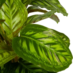 Calathea Flamestar - Schaduwplant - P32 H80 - Kamerplant -Tuinplantenwinkel calathea flamestar schaduwplant p32 h80 5