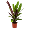 Calathea Insigne - Livingplant - P17 H65 - Kamerplant 1 Calathea Insigne - Livingplant - P17 H65 - Kamerplant -Tuinplantenwinkel calathea insigne livingplant p17 h65 4