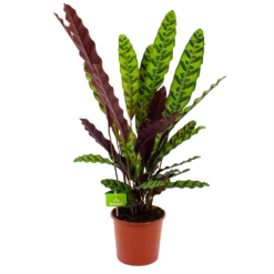 Uitgelichte producten 22 Calathea Insigne - Livingplant - P17 H65 - Kamerplant