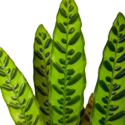 Uitgelichte producten -Tuinplantenwinkel calathea insigne livingplant p17 h65 6