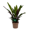 Calathea Insigne - Livingplant - P21 H60 - Kamerplant -Tuinplantenwinkel calathea insigne livingplant p21 h60 1
