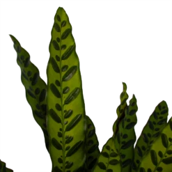 Uitgelichte producten -Tuinplantenwinkel calathea insigne livingplant p21 h60 3