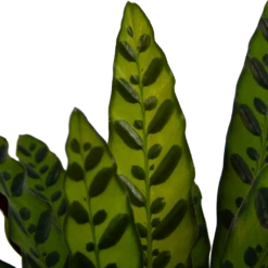Calathea Insigne - Livingplant - P21 H60 - Kamerplant 8 Calathea Insigne - Livingplant - P21 H60 - Kamerplant -Tuinplantenwinkel calathea insigne livingplant p21 h60 4
