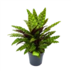 Calathea Insigne - Livingplant - P27 H80 - Kamerplant 1 Calathea Insigne - Livingplant - P27 H80 - Kamerplant -Tuinplantenwinkel calathea insigne livingplant p27 h80 1 3