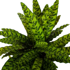 Tuinplantenwinkel -Tuinplantenwinkel calathea insigne livingplant p27 h80 5 3