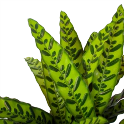 Calathea Insigne - Livingplant - P27 H80 - Kamerplant -Tuinplantenwinkel calathea insigne livingplant p27 h80 6 3
