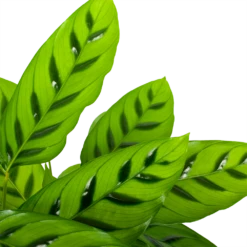 Tuinplantenwinkel -Tuinplantenwinkel calathea leopardina schaduwplant p17 h70 5