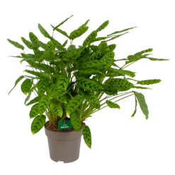 Calathea Leopardina - Schaduwplant - P27 H90 - Kamerplant