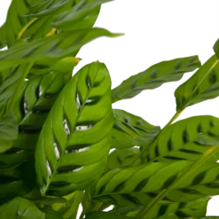 Tuinplantenwinkel -Tuinplantenwinkel calathea leopardina schaduwplant p27 h90 kamerplant 3