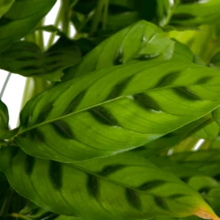 Calathea Leopardina - Schaduwplant - P27 H90 - Kamerplant 8 Calathea Leopardina - Schaduwplant - P27 H90 - Kamerplant -Tuinplantenwinkel calathea leopardina schaduwplant p27 h90 kamerplant 4