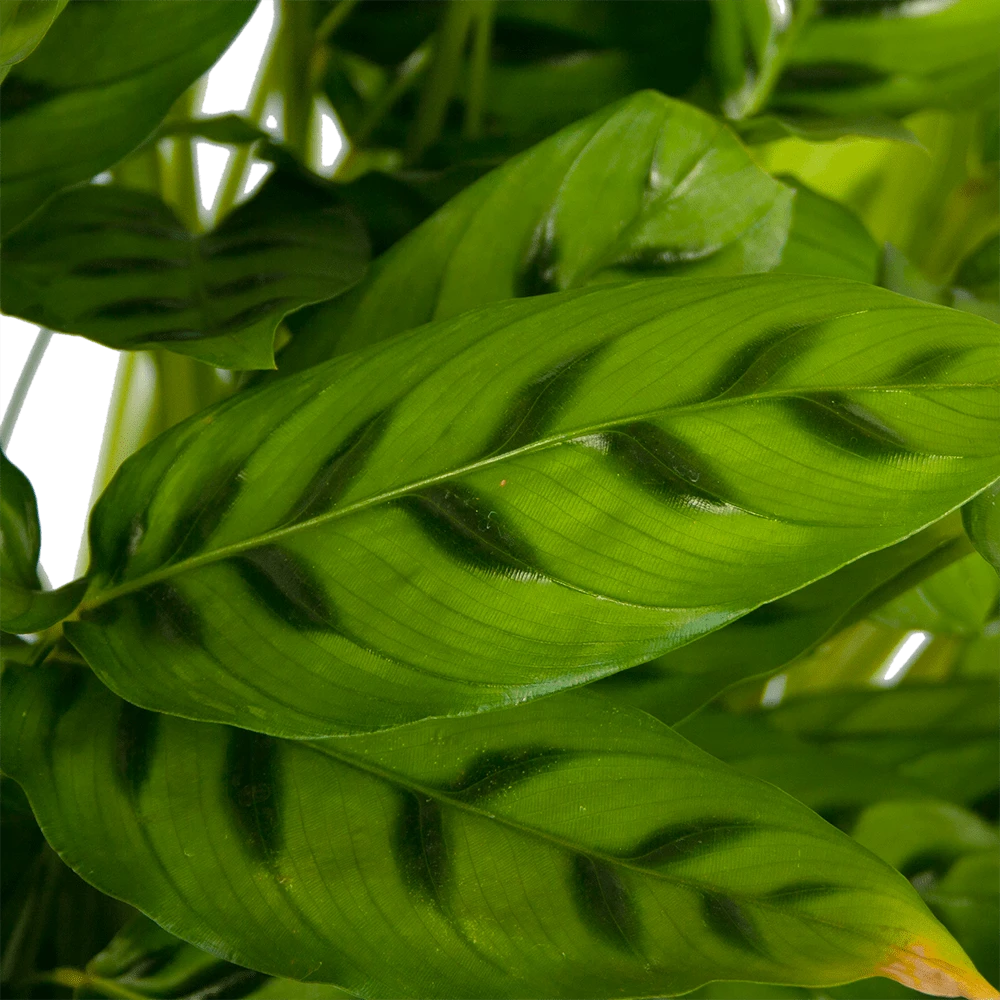 Calathea Leopardina - Schaduwplant - P27 H90 - Kamerplant 5 Calathea Leopardina - Schaduwplant - P27 H90 - Kamerplant - Afbeelding 3