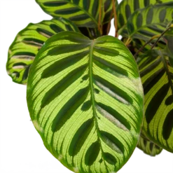 Tuinplantenwinkel -Tuinplantenwinkel calathea makoyana pauwenplant p17 h65 5 2
