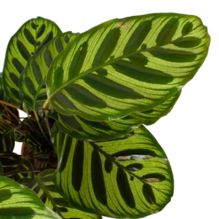 Calathea Makoyana - Pauwenplant - P17 H65 - Kamerplant -Tuinplantenwinkel calathea makoyana pauwenplant p17 h65 6 2