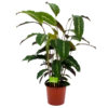 Calathea Maui Queen - Livingplant - P17 H70 - Kamerplant -Tuinplantenwinkel calathea maui queen livingplant p17 h70 4