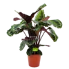 Calathea Medaillon - Schaduwplant - P19 H75 - Kamerplant 1 Calathea Medaillon - Schaduwplant - P19 H75 - Kamerplant -Tuinplantenwinkel calathea medaillon schaduwplant p19 h75 4