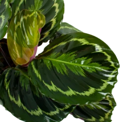 Uitgelichte producten -Tuinplantenwinkel calathea medaillon schaduwplant p19 h75 5