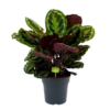 Calathea Medaillon - Schaduwplant - P27 H90 - Kamerplant 1 Calathea Medaillon - Schaduwplant - P27 H90 - Kamerplant -Tuinplantenwinkel calathea medaillon schaduwplant p27 h90 1 1