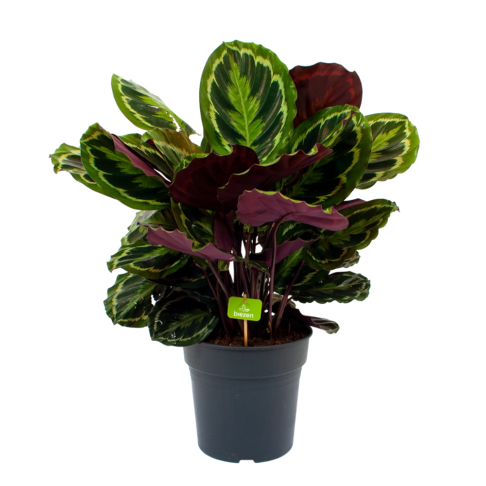 Calathea Medaillon - Schaduwplant - P27 H90 - Kamerplant 3 Calathea Medaillon - Schaduwplant - P27 H90 - Kamerplant
