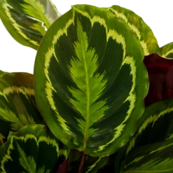 Uitgelichte producten -Tuinplantenwinkel calathea medaillon schaduwplant p27 h90 5 1