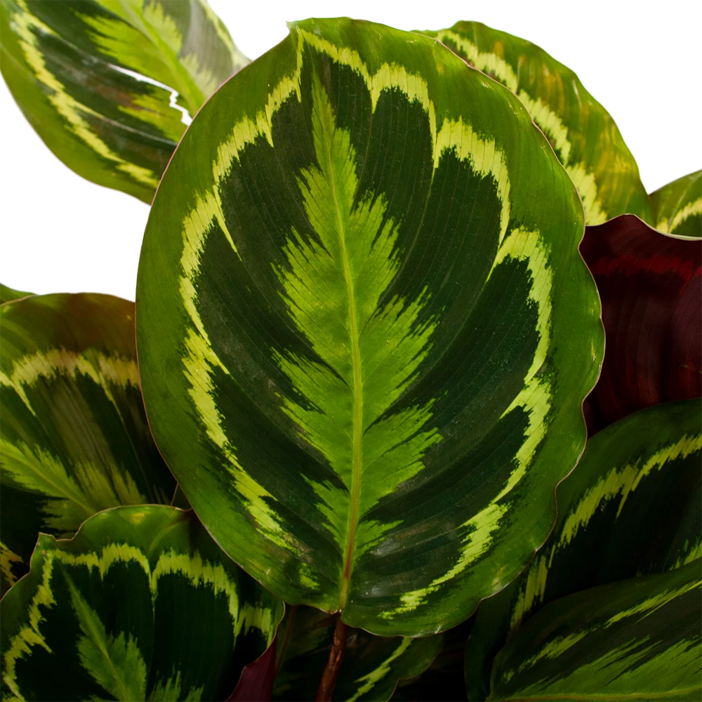 Calathea Medaillon - Schaduwplant - P27 H90 - Kamerplant 4 Calathea Medaillon - Schaduwplant - P27 H90 - Kamerplant - Afbeelding 2