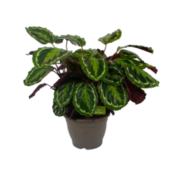 Calathea Medaillon - Schaduwplant - P32 H80 - Kamerplant 9 Calathea Medaillon - Schaduwplant - P32 H80 - Kamerplant -Tuinplantenwinkel calathea medaillon schaduwplant p32 h80 2