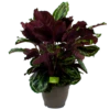 Calathea Medaillon - Schaduwplant - P32 H80 - Kamerplant -Tuinplantenwinkel calathea medaillon schaduwplant p32cm h80cm 2